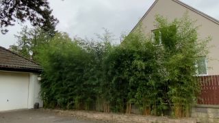 Vysoký živý plot z rychle rostoucích bambusů | Bambusář.cz