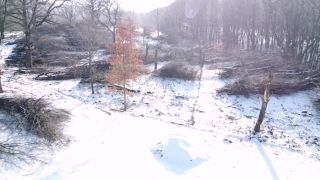 Nelegálny výrub - obec Skároš