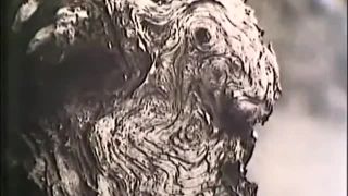 Slniečko - O kameňnoch (1984)