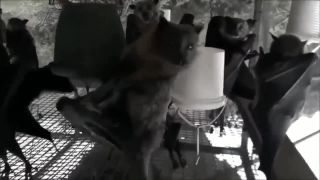 Video z klietky s kaloňmi natočené hore nohami.