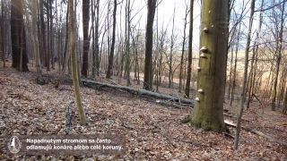 Drevokazná huba - práchnovec kopitovitý (Fomes fomentarius)