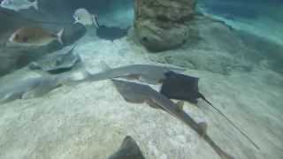 Marineland Mallorca - morské akvárium