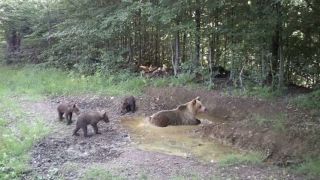 Minister Budaj ide s medveďmi do krajnosti. Čo a kto ho zastaví?