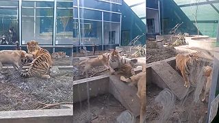 Labrador vysvetľuje tigrovi, kto je vo výbehu šéfom