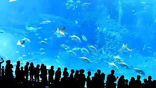 Návštevníci druhého najväčšieho morského akvária na svete boli v šoku
