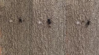 Malý pavúk vs. mravec