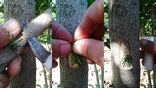 Očkovanie ako metóda štepenia stromov