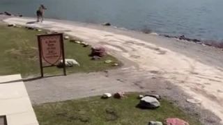 Los poriadne ponaháňal medveďa