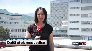 Medvedica napadla muža neďaleko Kremnice. Skončil v nemocnici