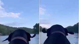 Strýček Fido