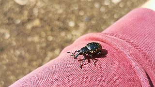 Tvrdoň deväťsilový (Liparus glabrirostris)
