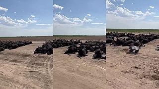Vlna horúčav v Kansase spôsobila smrť 10000 kráv