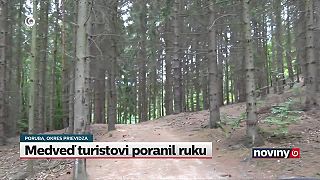 Medveď napadol muža na turistickom chodníku: Vyskočil z húštiny a začal ho hrýzť