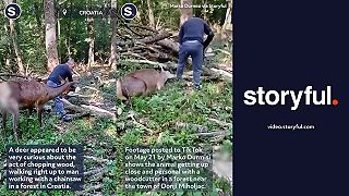 Nebojácny krotký jeleň sa skamarátil s pilčíkom