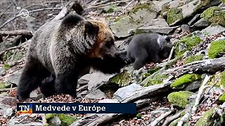 V európskych štátoch strieľajú desatinu ročného prírastku medveďov