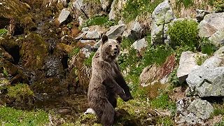Vzácne autentické zábery napadnutia kameramana medveďom (Slovensko)
