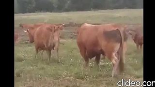 Zvieratká vidia tvoju auru, vyžarovanie