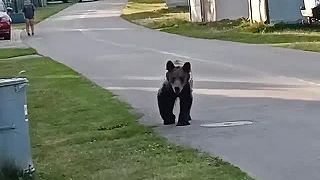 Medveď sa špacíroval v obci Sučany časť Hrabiny