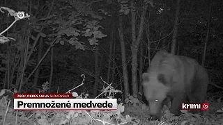 Premnožené medvede vnikajú do dedín. Obec zboj v slovensko-ukrajinskom pohraničí