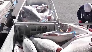 Spracovanie zmrazeného tuniaka