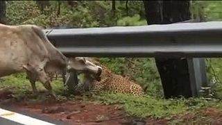 Leopard indický zaútočil na (ne)posvätné zviera (Pakistan)
