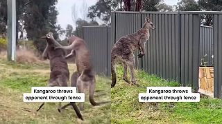 Tie kengury nám znova zdemolovali plot!
