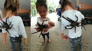 Dievčatko sa hrá s tarantulami
