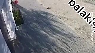 Rabujúcich okupantov zachytila kamera na dome