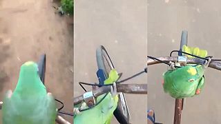 Nemá motorku, no má bicykel a papagája!