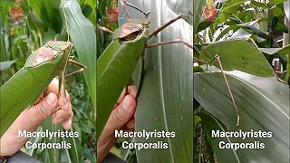 Gigantická malajská kobylka Arachnacris corporalis dorastá až do dĺžky 15 cm