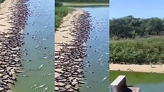 Na týchto plážach v Pantanale by ste sa určite nechceli ocitnúť (Brazília)