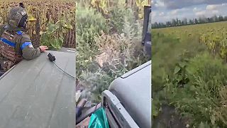 Obrancovia si vyšli do slnečnicových polí zastrieľať na letectvo okupantov