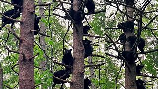 Koľko medveďov sa zmestí na jeden strom?