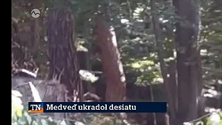 Medveď ukradol piliarovi desiatu aj s ruksakom