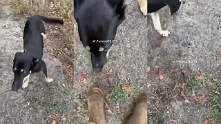 Písmeno Z vyryté na ňufáku psa