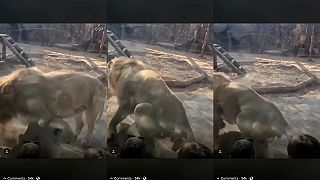 Kráľ zvierat v zoo
