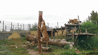 Malkia park - levica sa zahryzla