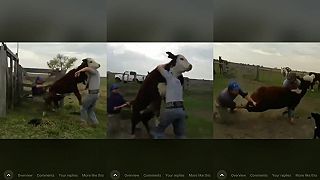 Zložil býka holými rukami!
