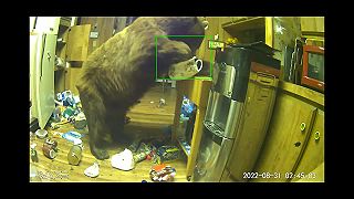 Medveď sa vlámal do domu a pokojne sa hostil v kuchyni (Kalifornia)