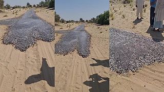 V pakistanskej púštnej oblasti tiekol potok plný malých rýb