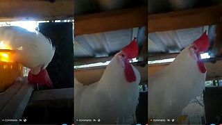 Karma otravného kohúta
