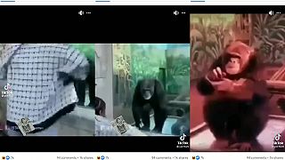 Opica v zoo zatlieskala človeku za scénku