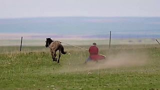 Krotenie divokého koňa