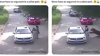 Žena zastavila auto v Safari parku kôli hádke, podala si ju levica!