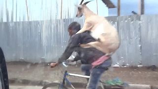 Keď si na trhu kúpiš kozu a vezieš si ju domov