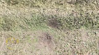Zhadzovanie bômb z dronu na fronte