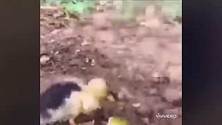 Kačička našla malého červíka