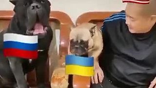 Takzvané "Ukrajinské štekanie"