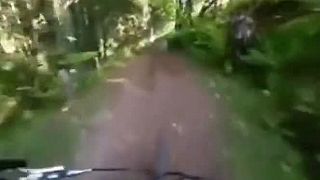 Na cyklistu v lese zaútočil statný jeleň