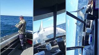 Rybárov prišiel na loď pozdraviť najrýchlejší žralok sveta - mako rýchly!